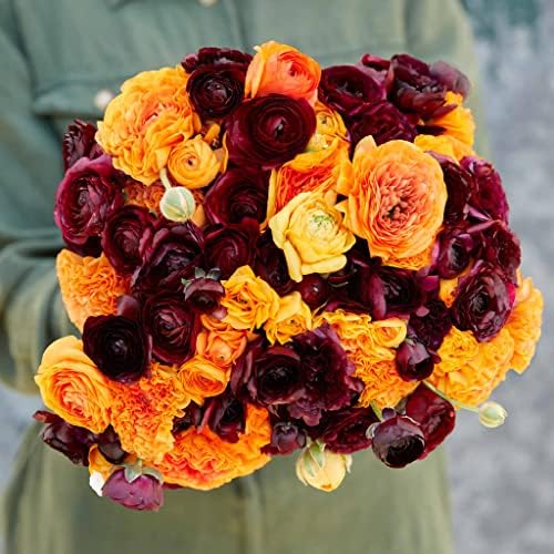 Eden Brothers Ranunculus Bulbs - Fire & Wine Mix by EdenBrothers