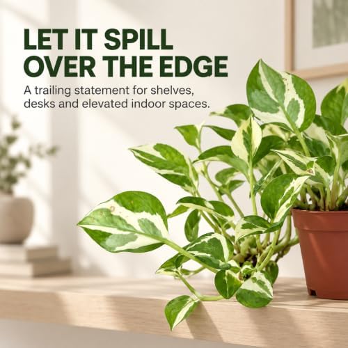 Pothos N'Joy Live Vining Plant - Variegated Indoor Houseplant - Image 3