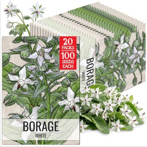 Seed Needs White Borage Seeds to Plant an Herb Garden - 20 Packs by SeedNeeds
