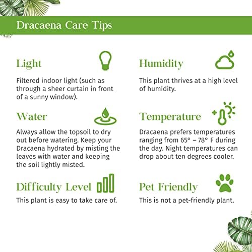 Dracaena Tornado Live Plant for Indoor | Houseplants in 4'' & 6'' Pot - Image 7