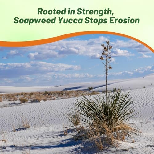 Outsidepride Soapweed Glauca Yucca Seeds for Planting - 50 Pcs Drought Tolerant Flower Seeds with Evergreen Foliage & Pollinator-Friendly Flowers, for Xeriscaping, Dry or Sandy Landscapes - Image 6