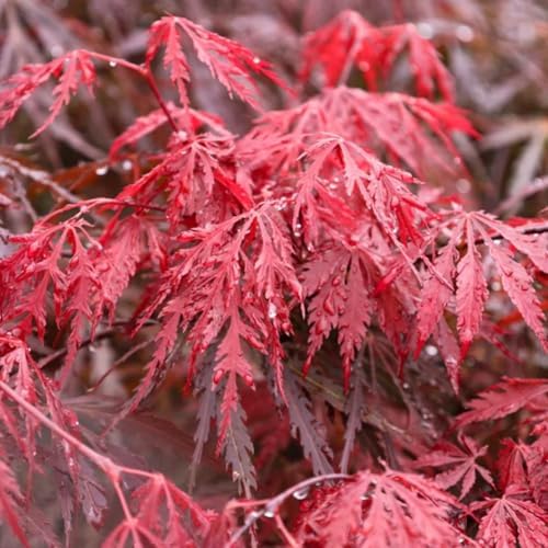 Tamukeyama Japanese Red Maple Live Tree, 1-2 ft, 1 gal Pot - Image 2