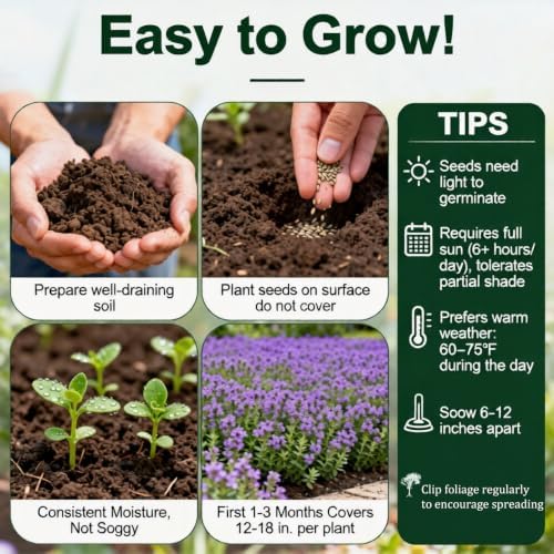 21000+ Blue Creeping Thyme Seeds Ground Cover,Blue Woolly Thyme Seeds Non-GMO Heirloom,Drought Tolerant Ground Cover Thyme Seed Silver Gray Carpet for Between Stepping Stones & Rock Outdoor - Image 5