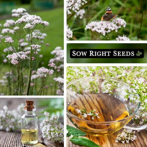 Sow Right Seeds - Valerian Seed for Planting Medicinal Perennial Herb 3pk - Image 4