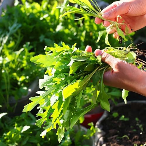 1000 Arugula Seeds for Planting - Slow Bolt Heirloom, Extended Harvest, Non-GMO, USA Grown by RDR Seeds - Image 6