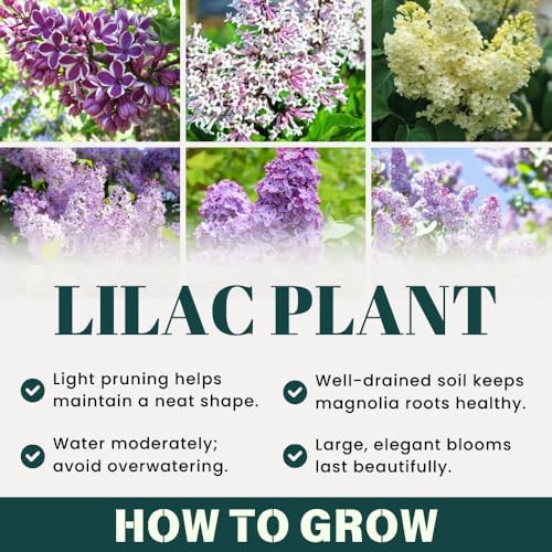 Purple Lilac Plant Live, Flowering Shrub, 8-12 Inch Tall, Bare Root - Image 3
