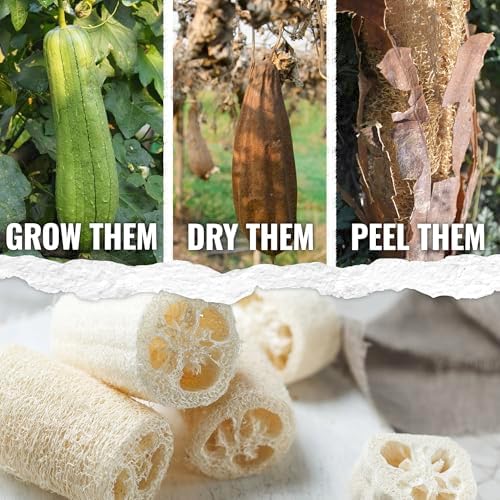 Seed Needs Luffa/Loofah Sponge Gourd Seeds to Plant Vegetables - 2 Packs - Image 2