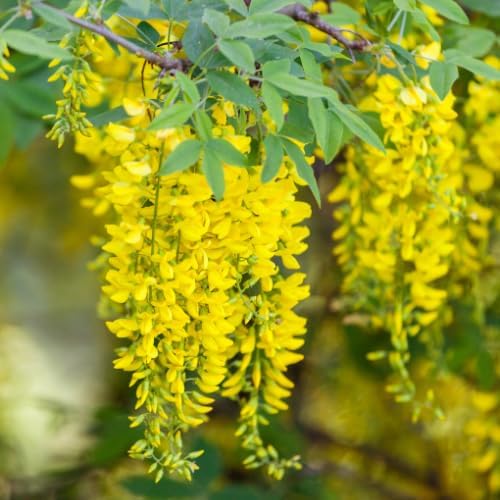 Golden Chain Live Tree, 16-24" Yellow Wisteria Plants - Image 5