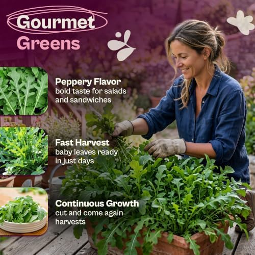 SVI 2200 Roquette Arugula Seeds (Eruca vesicaria sativa) – Rocket Arugula Seed Packets – Peppery Salad Greens, Heirloom Vegetable Seeds for Raised Beds, Containers, Indoor Garden & Outdoor Herb Garden - Image 3