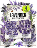 Seed Needs Herb Seeds Variety Pack of 4 - Lavender Set Non-GMO & Heirloom by SeedNeeds