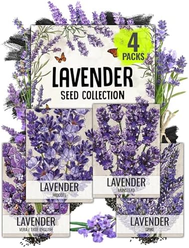 Seed Needs Herb Seeds Variety Pack of 4 - Lavender Set Non-GMO & Heirloom by SeedNeeds