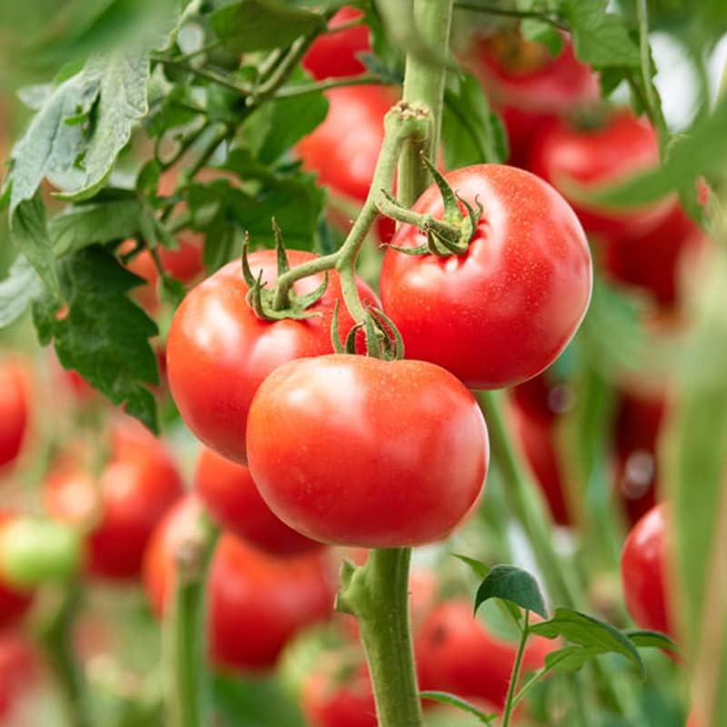 Homestead Tomato Seeds – 3,000 Bulk Seeds - Image 2
