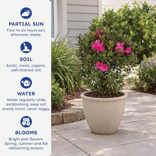 Encore Autumn Jewel Azalea, Live Azalea Flowers, 3 Gallon - Image 6