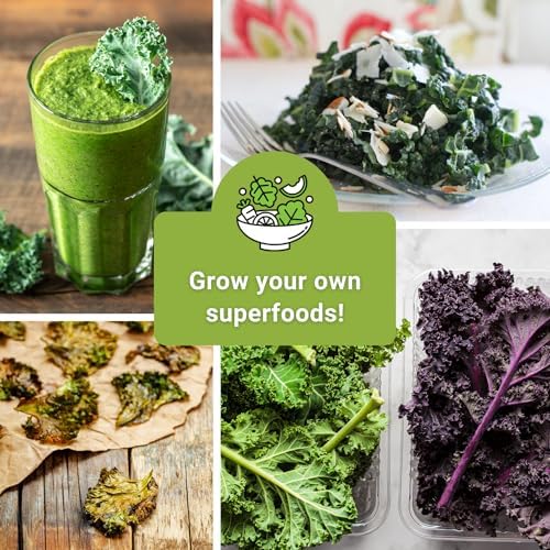 Sow Right Seeds - Kale Seed Collection for Planting Vegetable Garden - Image 5