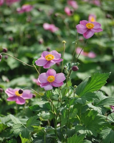 Perennial Farm Anemone Tomentosa 'Robustissima' – Live Windflower Perennial in #1 Container, Soft Pink Blooms, Vigorous & Hardy, Long Blooming, Deer Resistant, Ideal for Borders & Late Summer Color - Image 5