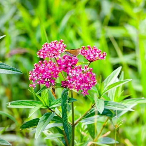 3 Pink Milkweed Live Plants, Flowering Plant,4-6Inc - Image 3