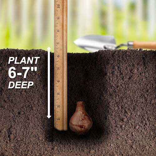 Garden State Bulb Narcissus Tete-a-Tete Daffodil Flower Bulbs, 12/14cm (Bag of 50) - Image 5