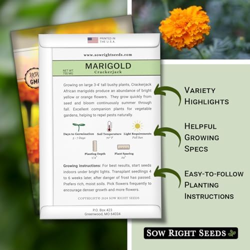 Sow Right Seeds - Crackerjack African Marigold Seed for Planting Flowers - Image 2