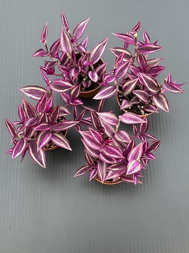 Pink Wandering Jew Live Plant - Tradescantia Pink Paradise, Vibrant Foliage Indoor Houseplant, Air Purifier, Easy to Grow for Home and Office - Image 3
