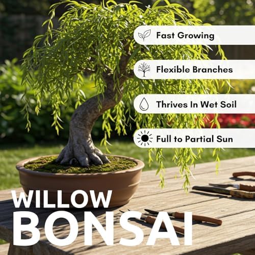 Willow Bonsai Tree Cuttings – 3 Variety Mix – Australian Willow, Green Corkscrew Willow & Gold Weeping Willow – Live Unrooted Cuttings for Growing Bonsai Trees - Image 4