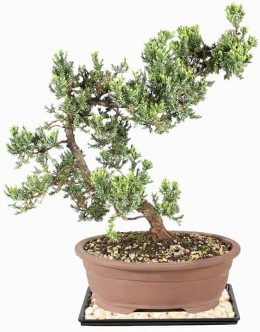 Brussel's Bonsai - Large Juniper Live Bonsai Tree with Tray, Indoor Plant - Image 3
