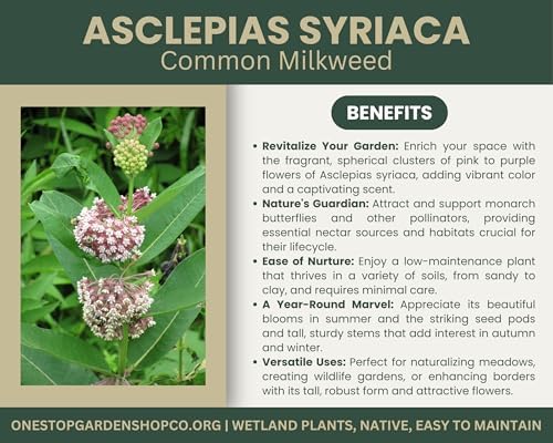 Asclepias syriaca | Common Milkweed | Starter Plug | Live Plant | Native Milkweed | Monarch Butterfly Host | Pollinator (3) - Image 2