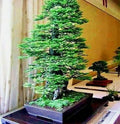 30 California Coast Redwood Seeds Giant Sequoia Bonsai by CZGrain