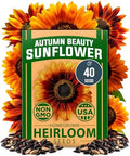 HOME GROWN Autumn Beauty Sunflower Seeds, 40 Seeds, Helianthus annuus by HOMEGROWN