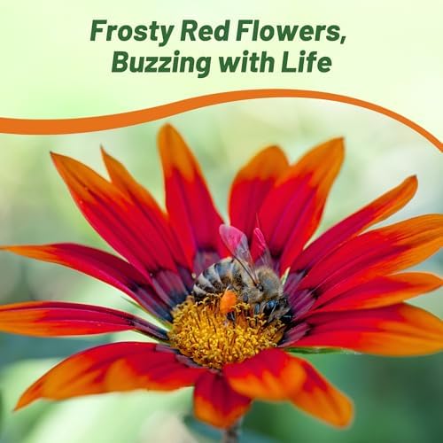 Outsidepride Kiss Frosty Red Gazania Seeds for Planting – 25 Pcs Perennial, Low-Maintenance, Drought-Tolerant Ground Cover Seeds for Vibrant Summer & Fall Flowers, Great for Outdoor Gardens - Image 5