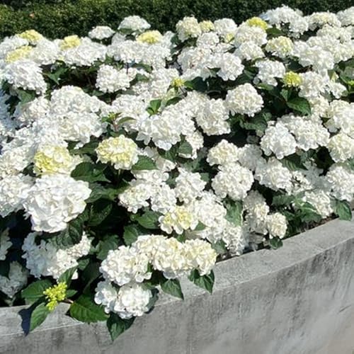 Endless Summer 1 Gal. Dream Cloud Hydrangea Shrub (Pack of 2) - Image 3