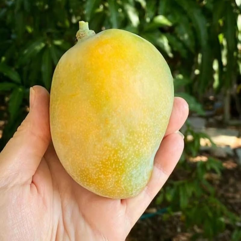 Very Sweet Mango Tree Live Plant, Tropical Fruit, 3 Gallon Pot - Image 4