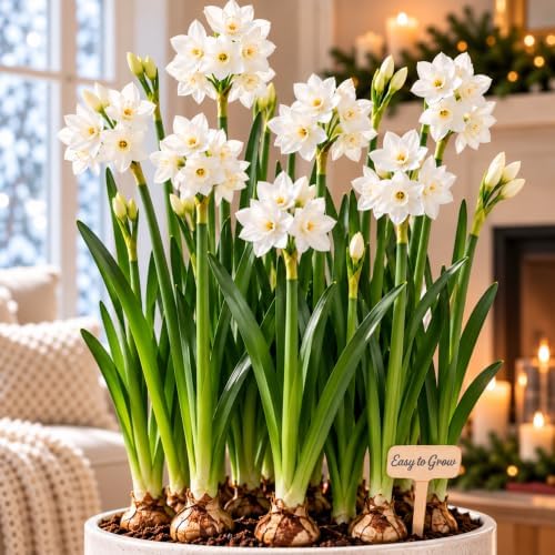 Easy to Grow Narcissus Paperwhite NIR 10 Flower Bulbs - Large Plant Bulbs for Indoor Home Forcing, Spice Fragrance, Holiday Blooms by EasytoGrow
