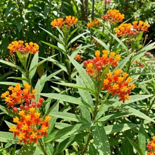 2 Red Milkweed Plants Live, Garden Flower Plant, 4-7 Inch Tall - Image 7