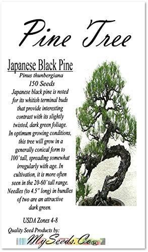 Big Pack Bonsai Tree Seeds - Japanese Black Pine Tree (150 Seeds), Pinus thunbergiana Pine Tree Seeds - Non-GMO Seeds by MySeeds.Co (Big Pack - Japanese Black Pine) - Image 2