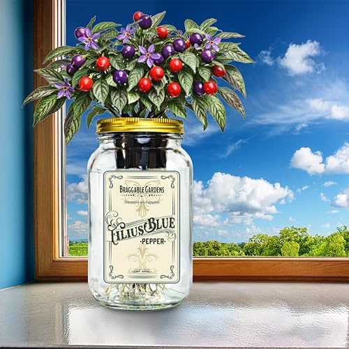 Filius Blue Pepper Indoor Garden Kit – Mason Jar Hydroponic Pepper Grow Kit – Windowsill Countertop Ornamental Pepper Plant – Grow Peppers Indoors - Image 5