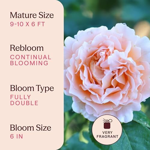 Heirloom Climbing Roses, Live Own Root Plant, Polka® - Image 6