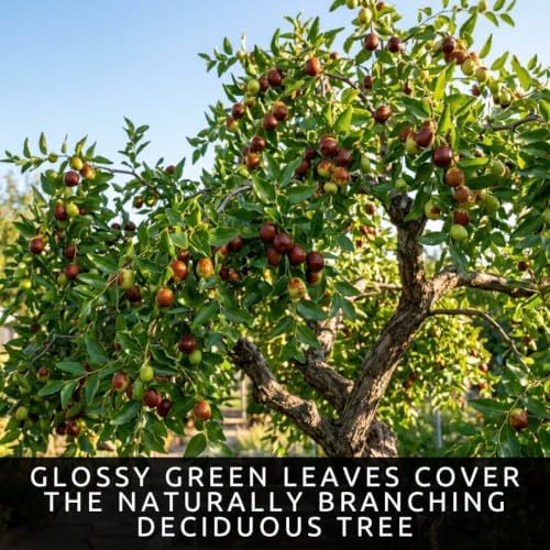 10 Jujube Tree Seeds | Ziziphus Jujuba Fruit Tree Seeds for Planting - Image 5