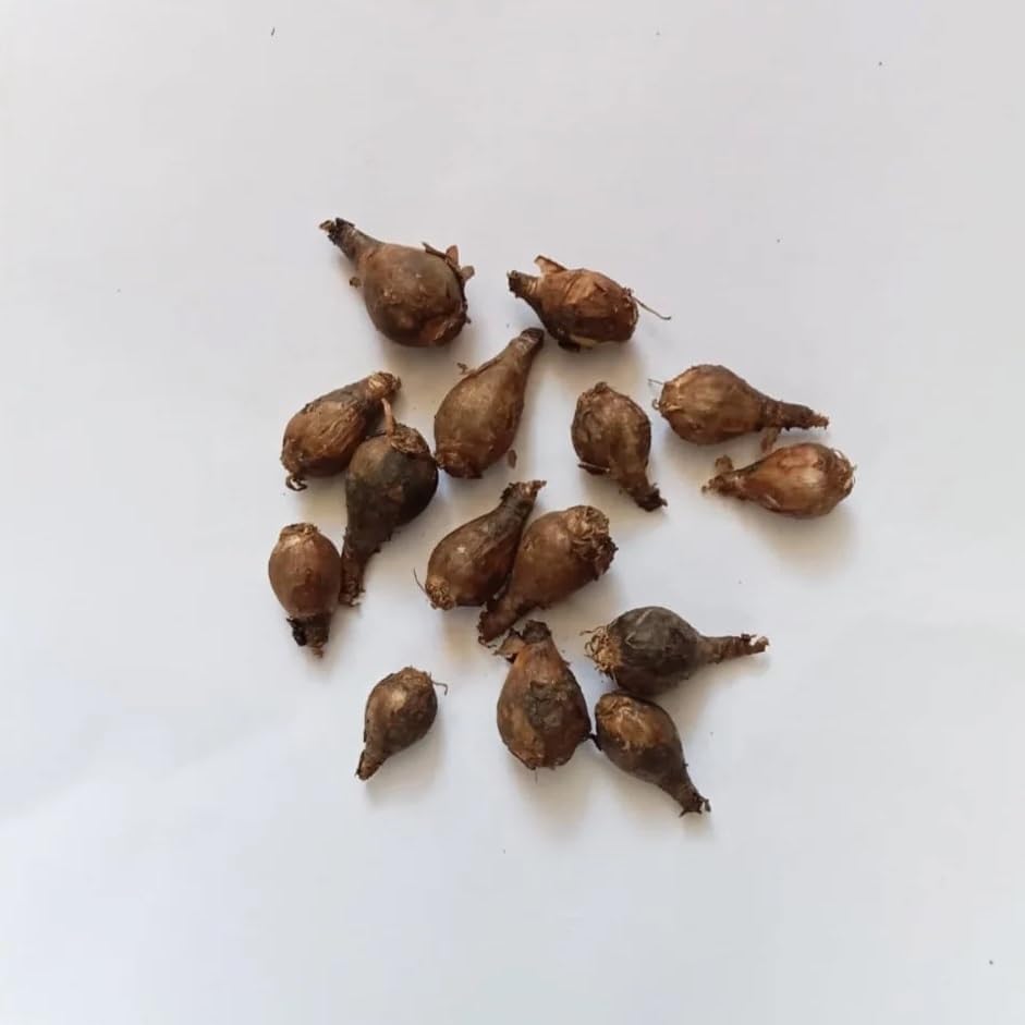 Votaniki Zephyranthes Robustus Bulbs - Long Lasting Blooms, Perennial Rain Lily Bulk & Wholesale Bulbs for Planting | Easy to Grow and Low Maintenance (50 Pack) - Image 4