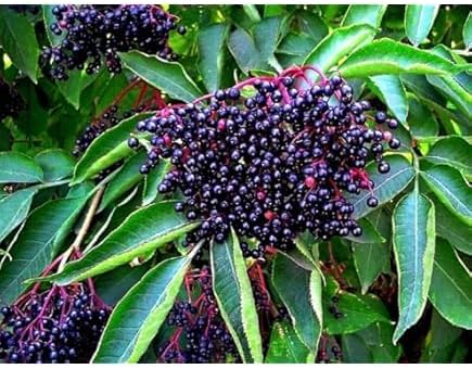 Elderberry Seeds - American Black Elderberry Seeds 500+ for Planting – Sambucus Canadensis Berry Seeds, Non-GMO Heirloom Fruit Shrub Seeds for Garden & Outdoor Growing, loseedsoo - Image 3