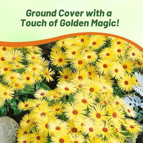 Outsidepride Gelato Yellow Ice Plant Seeds - 10000 Pcs Perennial, Drought Tolerant Ground Cover Seeds for Planting Vibrant Trailing Blooms, Ideal for Sunny Gardens & Xeriscape Landscaping - Image 6