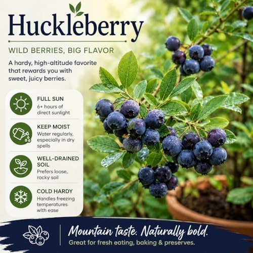 Huckleberry Live Plant, Edible Berry Plant, 3-5 Inch Tall, 4 Inch Pot - Image 4
