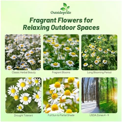 Outsidepride Roman Chamomile Seeds - 50000 Pcs Perennial, Drought Tolerant, Self-Seeding & Versatile, Herb Seeds for Planting Sweet Scented Daisy-Like Blooms, Ideal for Slopes & Pollinator Gardens - Image 2