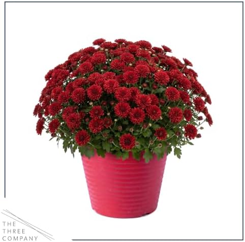 Chrysanthemum (Color Match Deco Pot), Red Blooms, Live Fall Flowering Perennial, 15" Tall by 12" Wide in 3 Qt Pot - Image 3