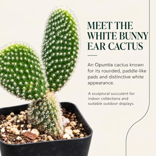 Opuntia White Bunny Ear Cactus Live Plant - Indoor Outdoor Succulent Gift - Image 2