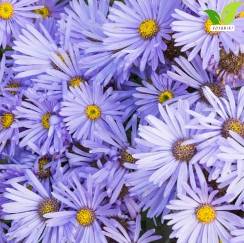 Votaniki Aster Bluebird #1 Size Bare Root Perennial Lavender Blue Flowering Plant for Garden Beds Borders Pollinator Friendly Late Season Bloom Full Sun Outdoor Planting (Pack of 2) - Image 3