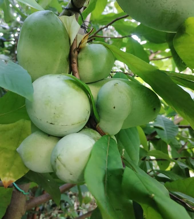 American Paw Paw Tree Live Plant Asimina Triloba Plant Sweet Pawpaw Hardy Banana Tree Ornamental Fruit, 2-3 Ft Tall Gallon Pot, 1-2 Year Old Plant - Image 5
