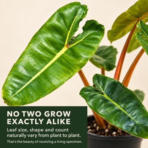 Philodendron Billietiae Live Plant - Fully Rooted Rare Indoor Houseplant - Image 5