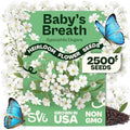 SVI 2500 White Baby’s Breath Heirloom Flower Seeds Gypsophila elegans by SVI