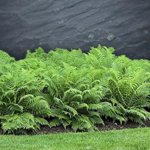 Ostrich Fern Live Bare Root Rhizome, Pack of 15 - Image 4