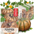 Seed Needs Fairytale Pumpkin Seeds to Plant Vegetables - 10 Packs by SeedNeeds